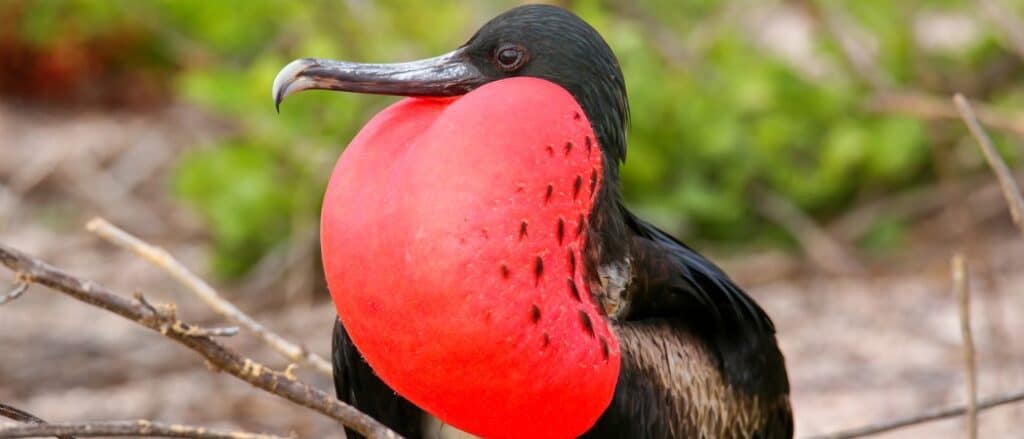 magnificent frigatebird with chest puffed up