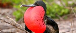 The 8 Weirdest Birds in the World Picture