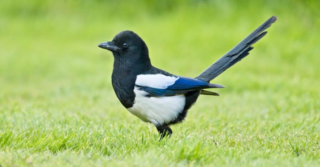 magpie standing tall in the grass