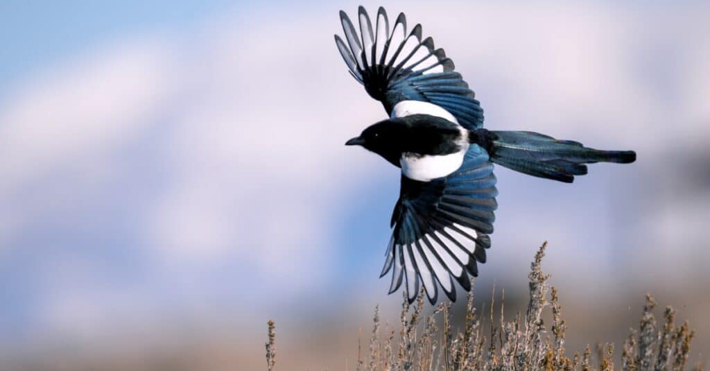 do magpies eat fish