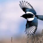 Eurasian Magpie