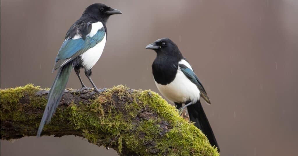 magpies perched together on a moss covered branch