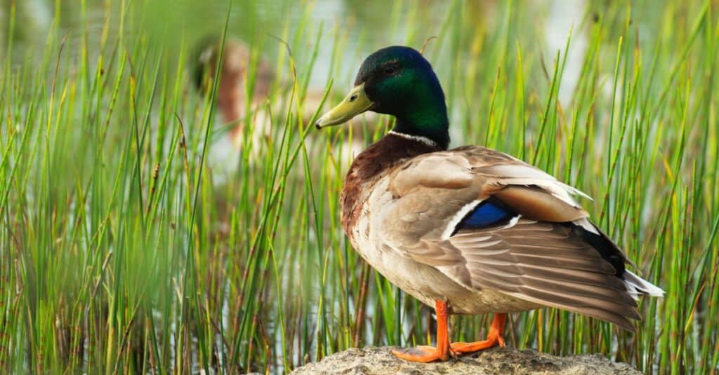 mallard sitting atop a rock