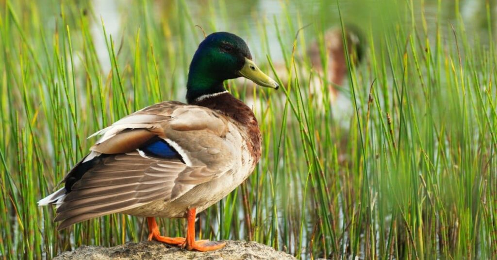 mallard sitting atop a rock