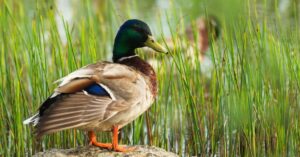 What Do Mallard Ducks Eat? Picture
