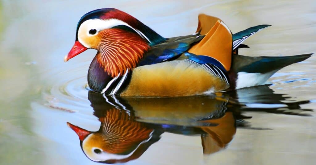 most colorful bird