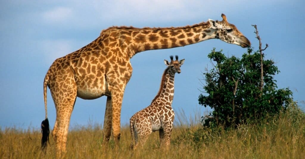  baby giraffe - giraffe baby and on the savannah