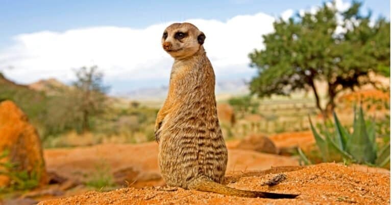 meerkat looking back towards camera
