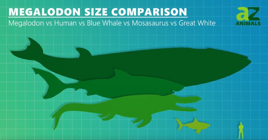 megalodon size comparison with blue whale, dinosaur, shark, and human