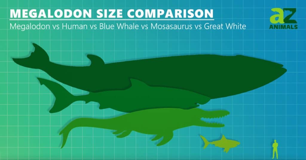 carcharodon megalodon size comparison