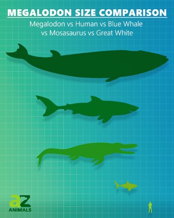 megalodon size comparison: blue whale, great white shark, reptile