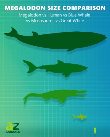 megalodon size to human