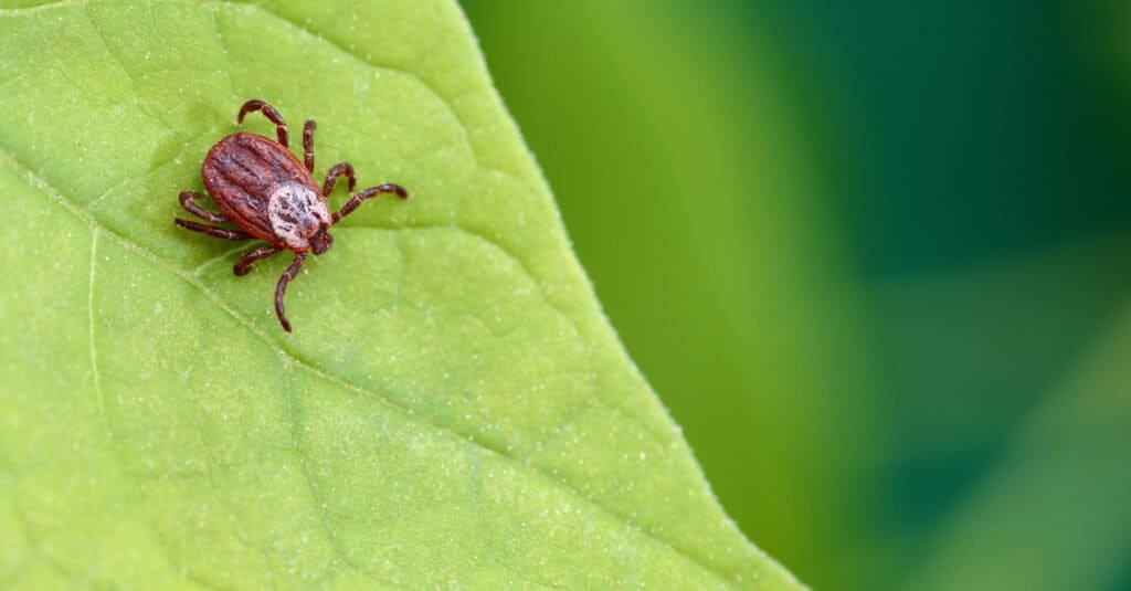 mite walking on a leaf