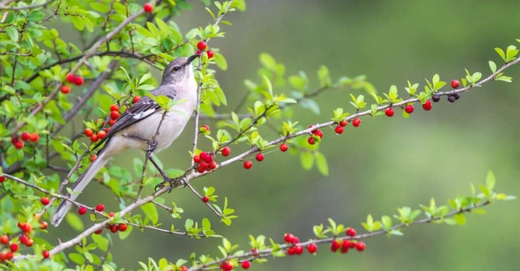 mockingbird in a berry tree