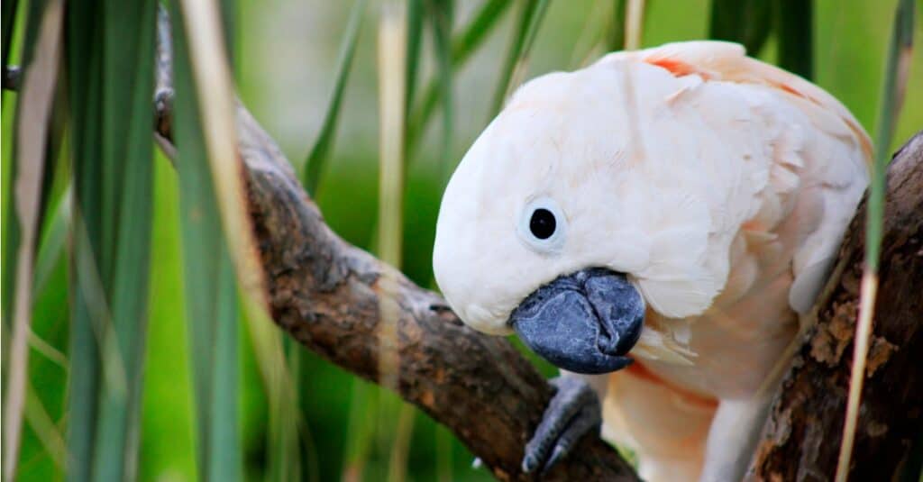 Moluccan cockatoo with head tilted to the side
