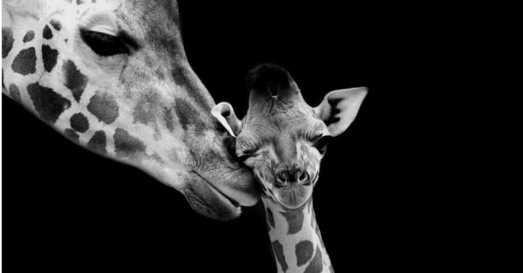 baby giraffe - closeup of baby giraffe and mother