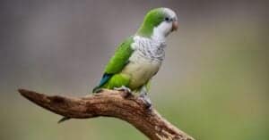 Quaker Parrot Lifespan: How Long Do These Birds Live? Picture