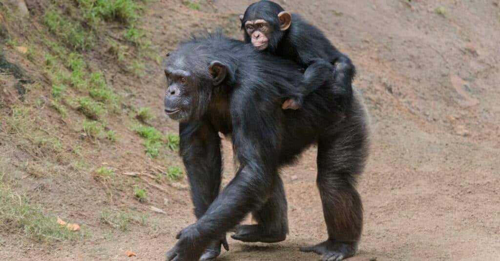 Chimpanzee Lifespan - Chimpanzee baby on mother's back