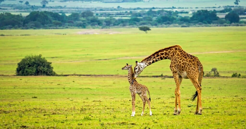 baby giraffe - mother giraffe and giraffe calf