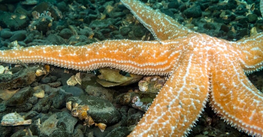 biggest starfish in the world