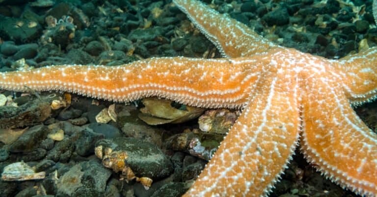 Star Fish Fast Motion You've Never Seen a Sea Creature Move Like This - A-Z Animals