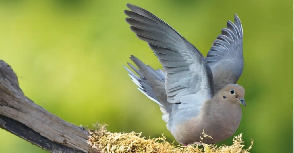 mourning dove with wings spread