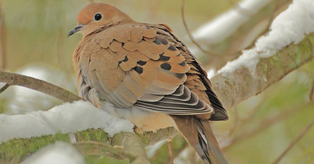 feeding baby mourning dove