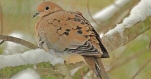 What Do Mourning Doves Eat? Picture