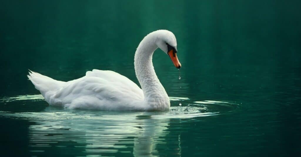 mute swan in calm water