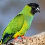 The conure is not recognized as a scientific grouping. The term is primarily used amongst breeders and includes parrots and parakeets found in Central and South American areas.