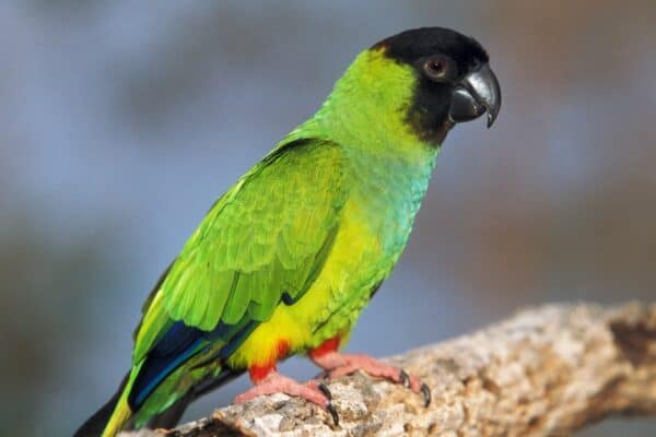 The conure is not recognized as a scientific grouping. The term is primarily used amongst breeders and includes parrots and parakeets found in Central and South American areas.