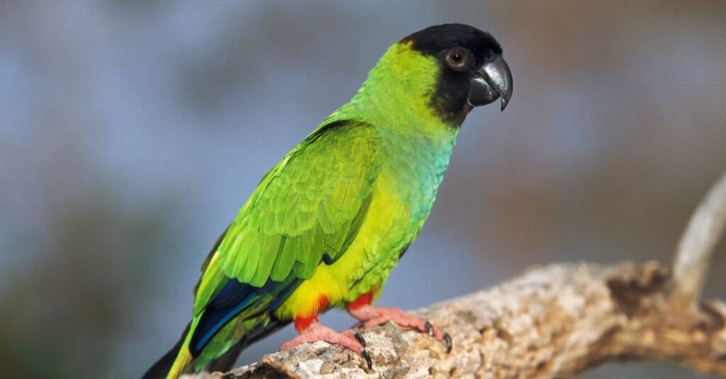 nanday conure perched on a branch