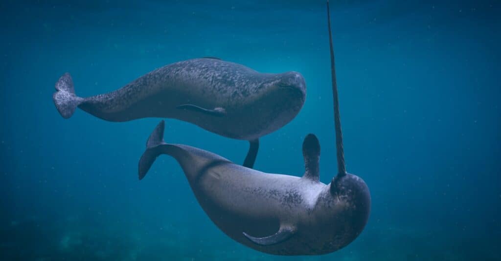 narwhals swimming together