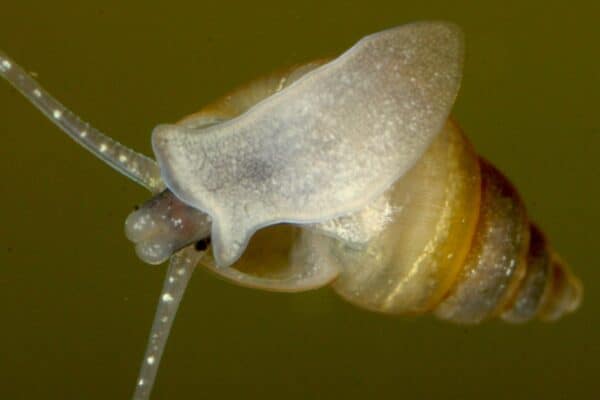 A New Zealand mud snail shows off its muscular foot and radula