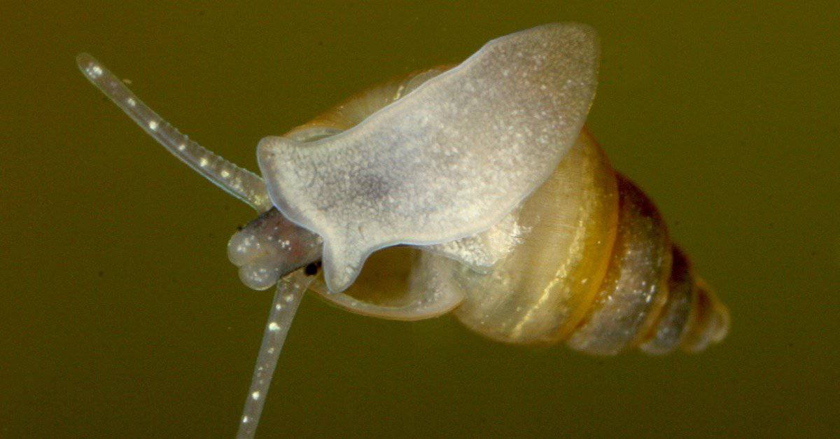 A New Zealand mud snail shows off its muscular foot and radula