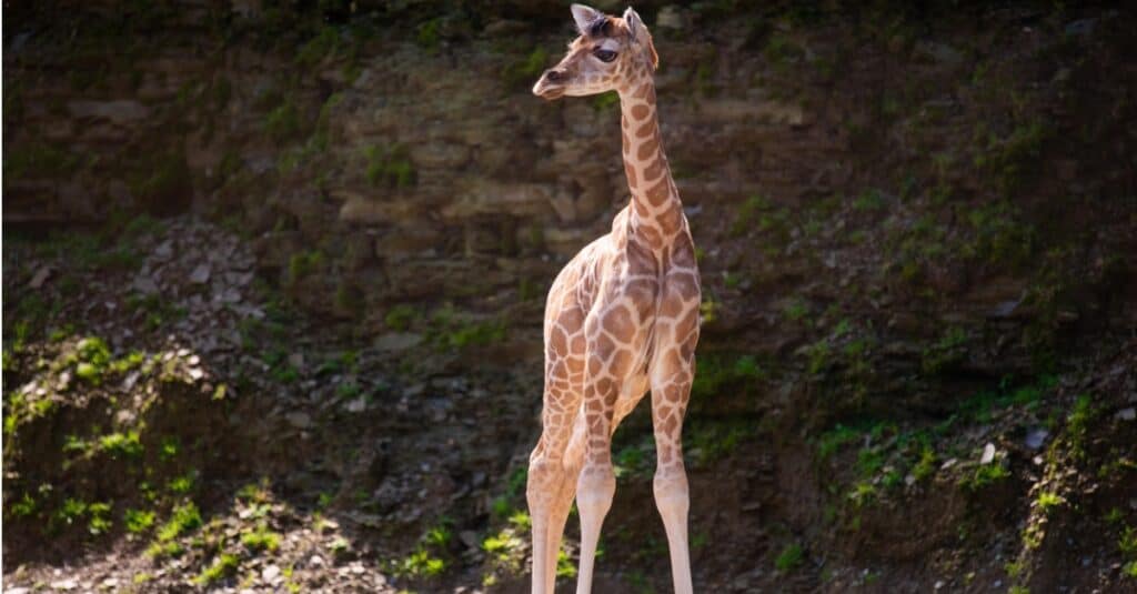 baby giraffe - tall baby giraffe