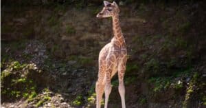 Baby Giraffe: 9 Facts and 9 Pictures Picture