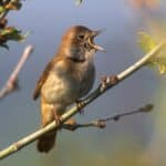 Nightingales have inspired many stories and poems. 