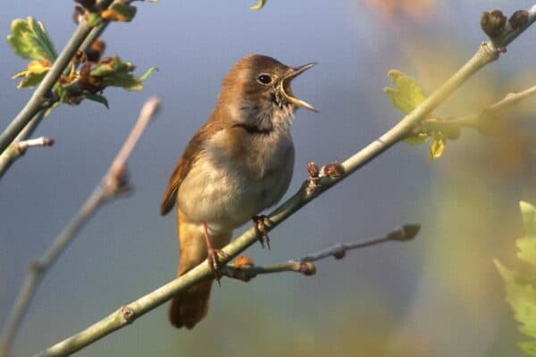 Nightingales have inspired many stories and poems. 