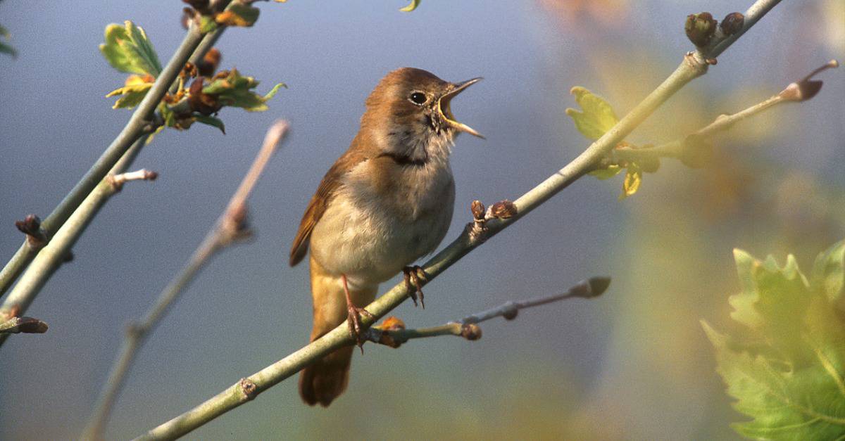 birds with beautiful songs: nightingale