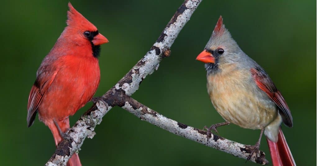 northern cardinal pair on tree branch