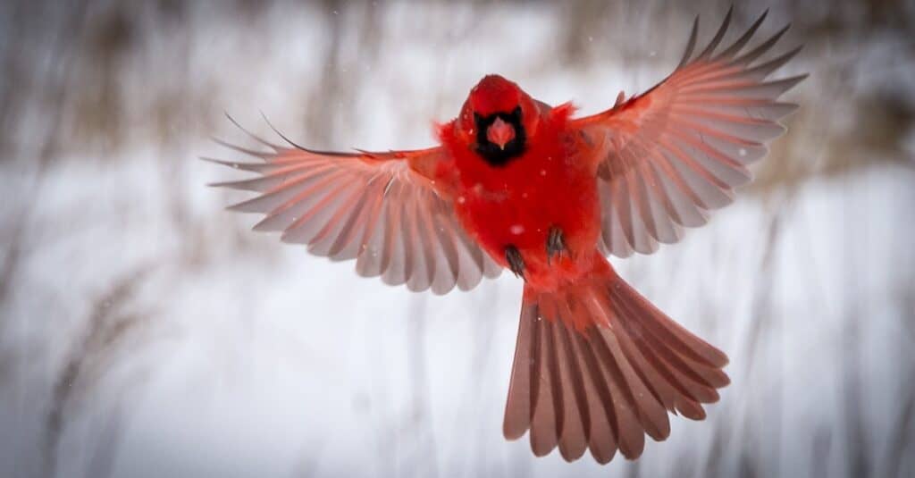 northern cardinal in snowy flight