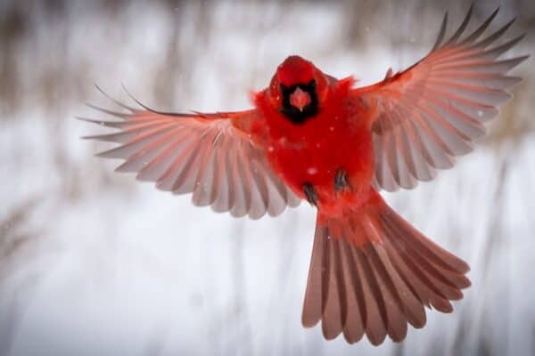 The cardinal is the state bird of North Carolina.