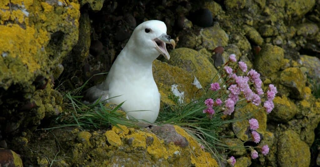 northern fulmar in nest on rocky ledge