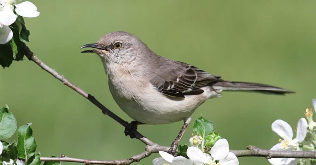 best food for mockingbirds