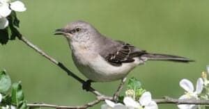 What Do Mockingbirds Eat? The Top Foods in their Diet Picture