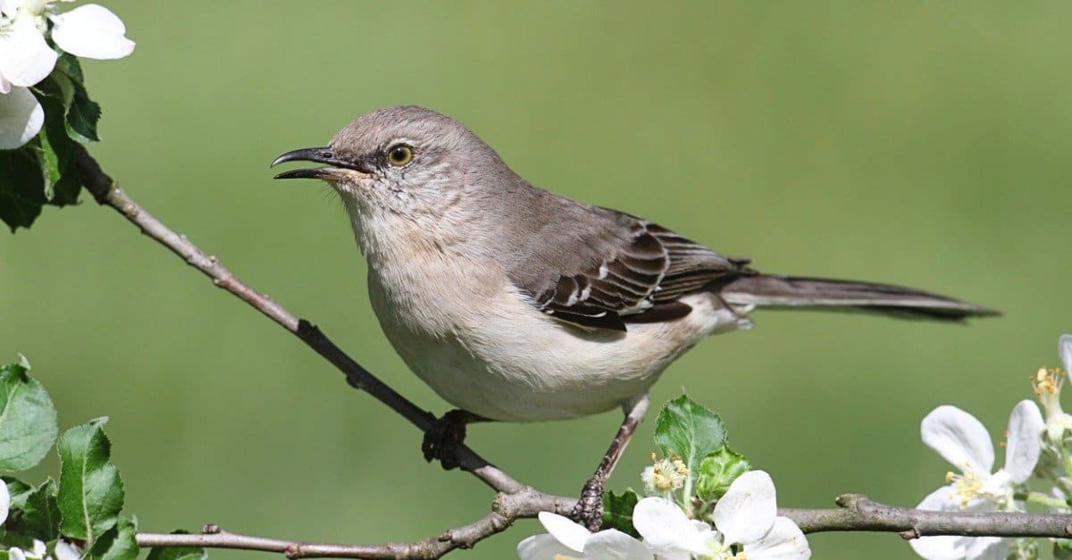 northern mockingbird perched by a white flower