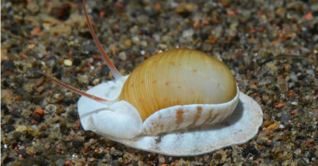 What do sea snails eat? - sea-snail-moving-along-ocean-floor