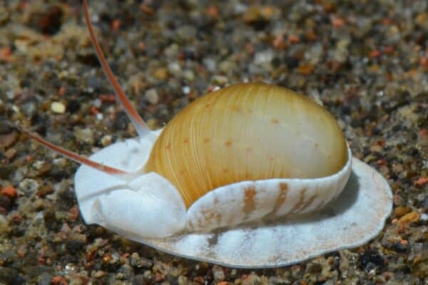 A sea snail scoots along the ocean floor