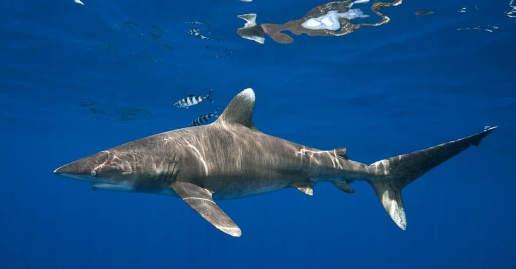 Scariest Sharks - Oceanic Whitetips